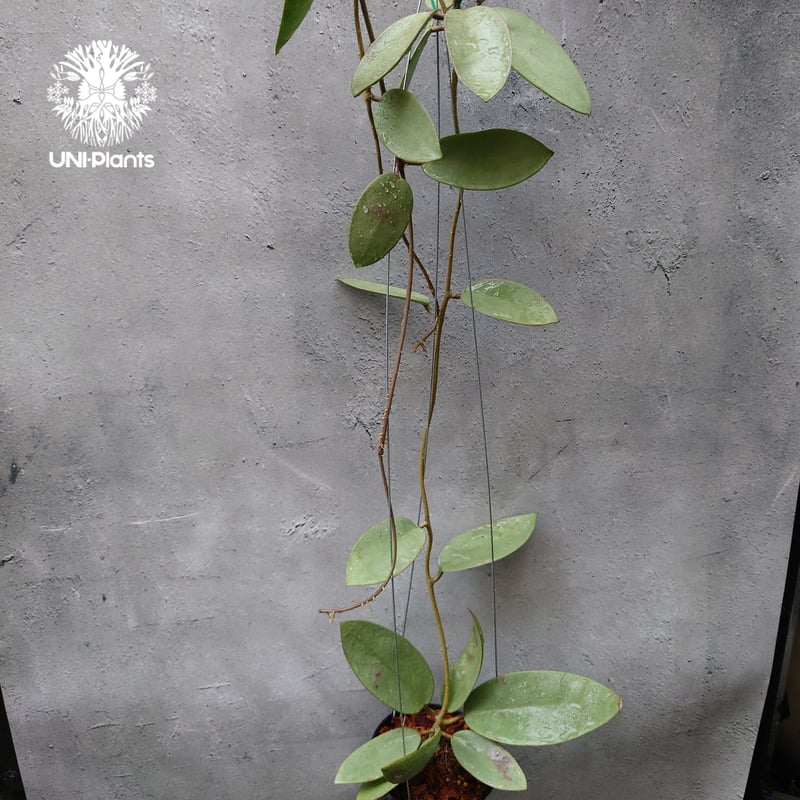 Hoya Silver dollar ホヤ　シルバーダラー Hoya Silver dollar ホヤ シルバー ダラー ホヤ 希少 ホヤ植物