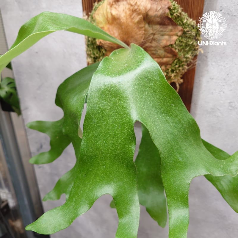 ビカクシダ アルテミス Platycerium Artemis (Alcicorne x Qu