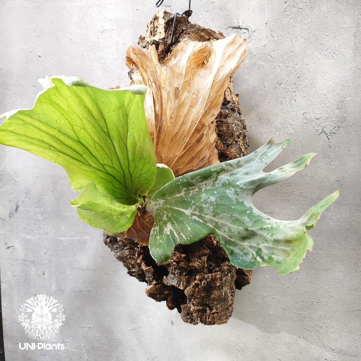 大株　P.Wallichii ワイルド株　ビカクシダ　コウモリラン　ワリチー ビカクシダ ワリチー Platycerium wallichii コウモリラン
