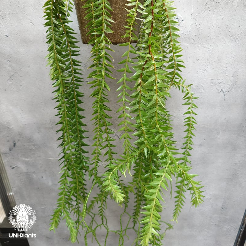 Huperzia spp. フペルジア Phlegmariurus (フレグマリウルス) 観