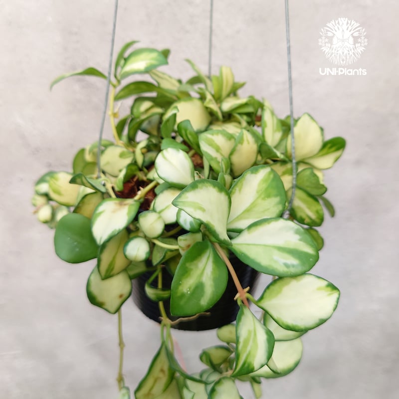ホヤ ヘウスケリアナ バリエガータ Hoya Heuschkeliana ホヤ ヘウスケリアナ バリエガータ Hoya Heuschkeliana