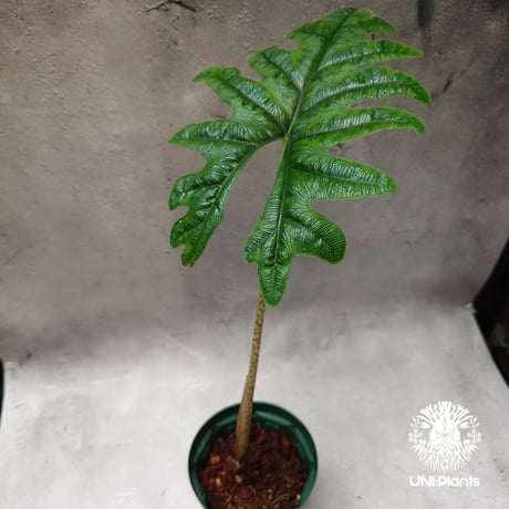 Alocasia jacklyn アロカシア ジャクリン アロカシアジャックリ 観葉植物 珍奇植物 希少 珍しい インテリア植物 アロイド