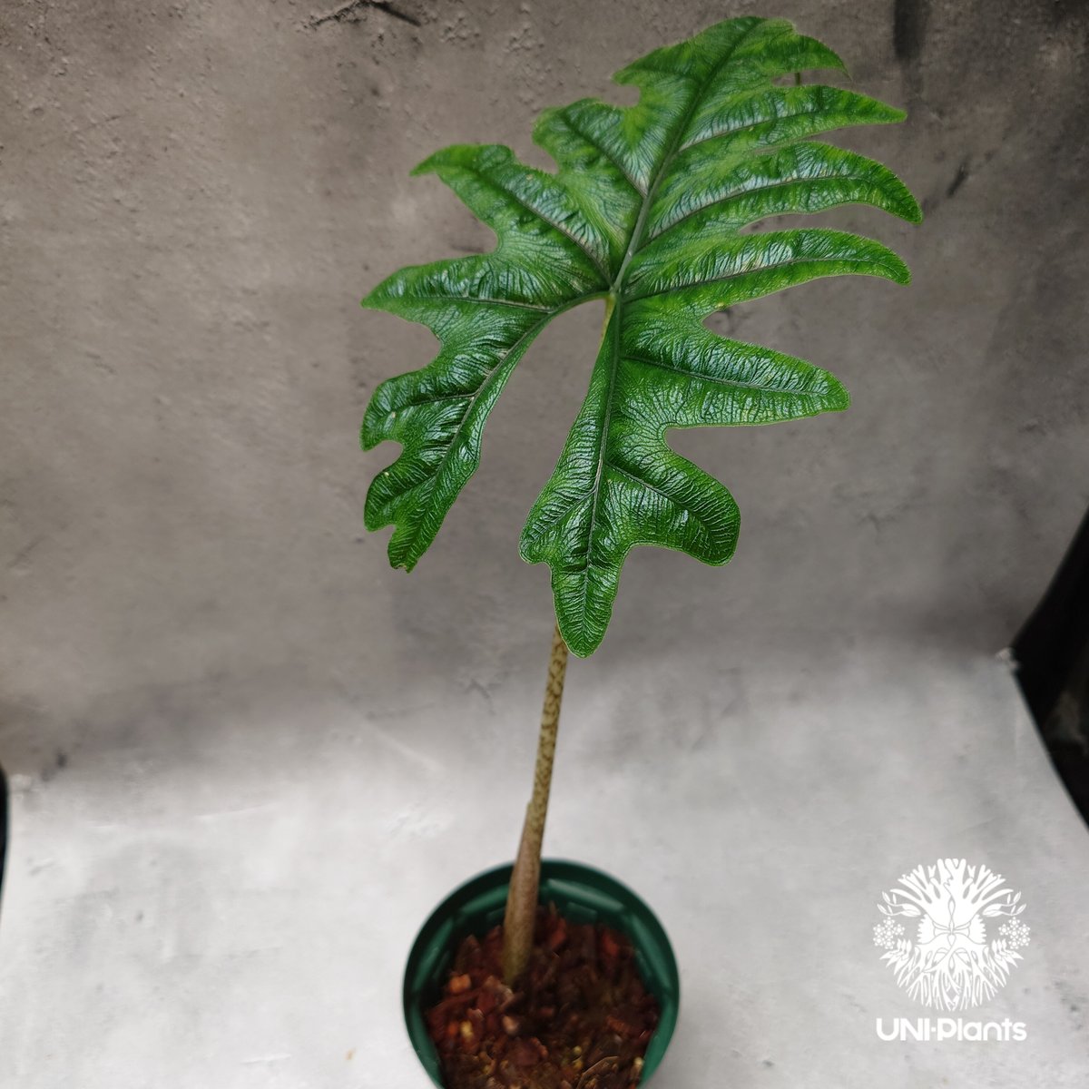 Alocasia jacklyn アロカシア ジャクリン アロカシアジャックリ