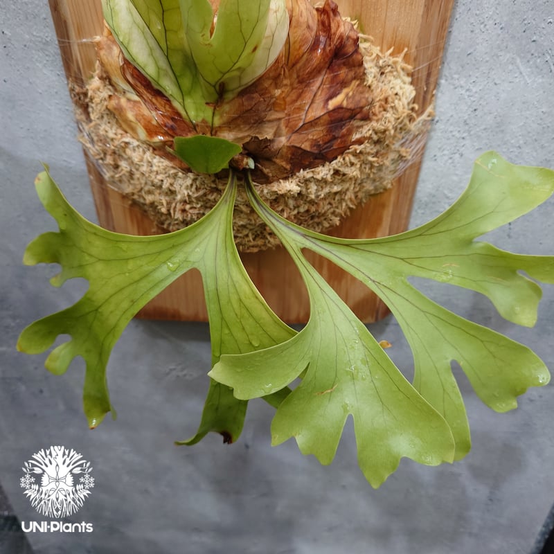 Platycerium 'Photraram' Nukul platycerium Hybri