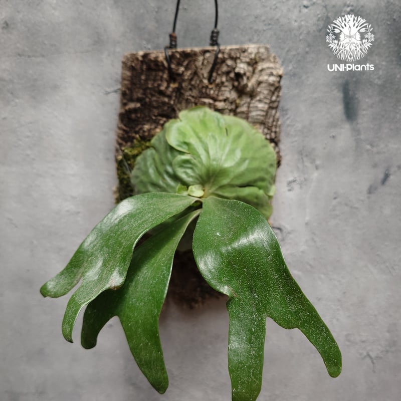 Platycerium Dawboy ビカクシダ ダウボーイ ビカクシダ交配種 シダ植物