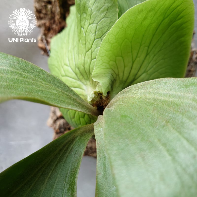 P.alcicorne【アルシコルネ　ビカクシダ】 P.elephantotis × P.alcicorne var.Africa ビカクシダ エ