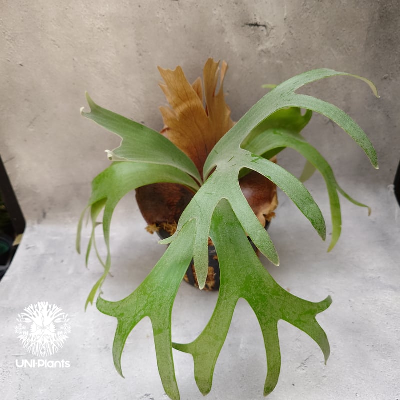 Platycerium Banna #A (pup) ビカクシダ バンナ #A (子株) ビカ Platycerium Banna #A (pup) ビカクシダ バンナ #A (子株) ビカ