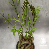 Lecanopteris crustacea narrow レカノプテリス クルスタセア ナロー 着生シダ植物 観葉植物　アリ植物