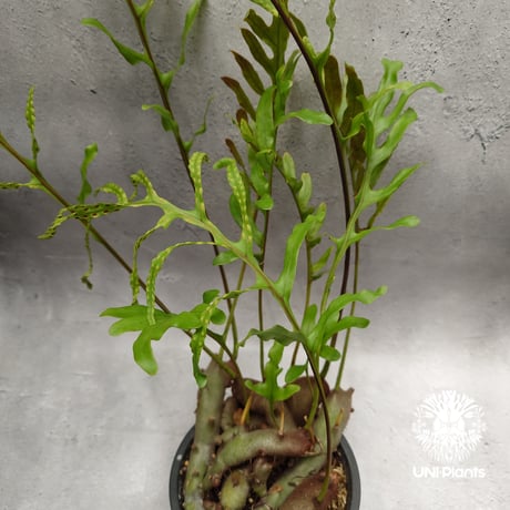 ITEM | UNI-Plants ビカクシダ、ホヤ植物、着生蘭、タンク