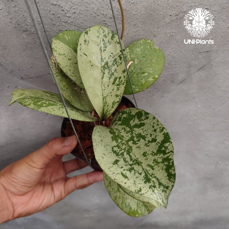 Hoya michelle silver ホヤ植物 ホヤの花 Hoya plants 希少 レ