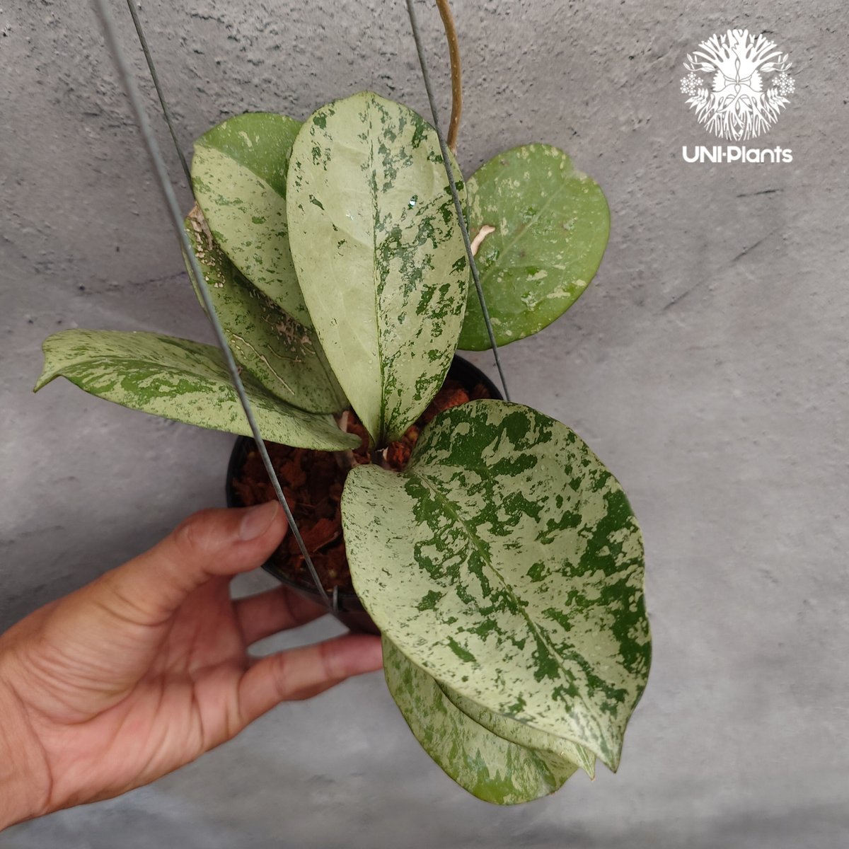 Hoya michelle silver ホヤ植物 ホヤの花 Hoya plants 希少 レ