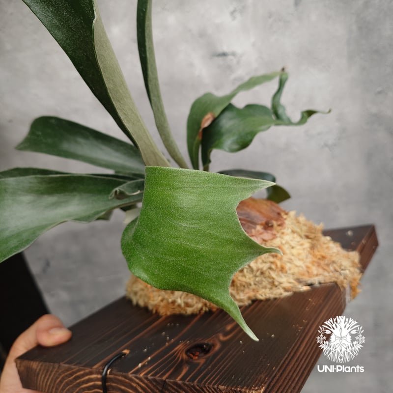 Platycerium sp.(spore) ビカクシダ 品種不明 ビカクシダ子株 シダ植物