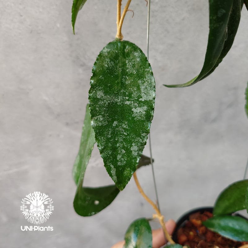 Hoya Caudata ホヤ カウダータ ホヤ植物 珍奇 珍しい 希少 レア つる性