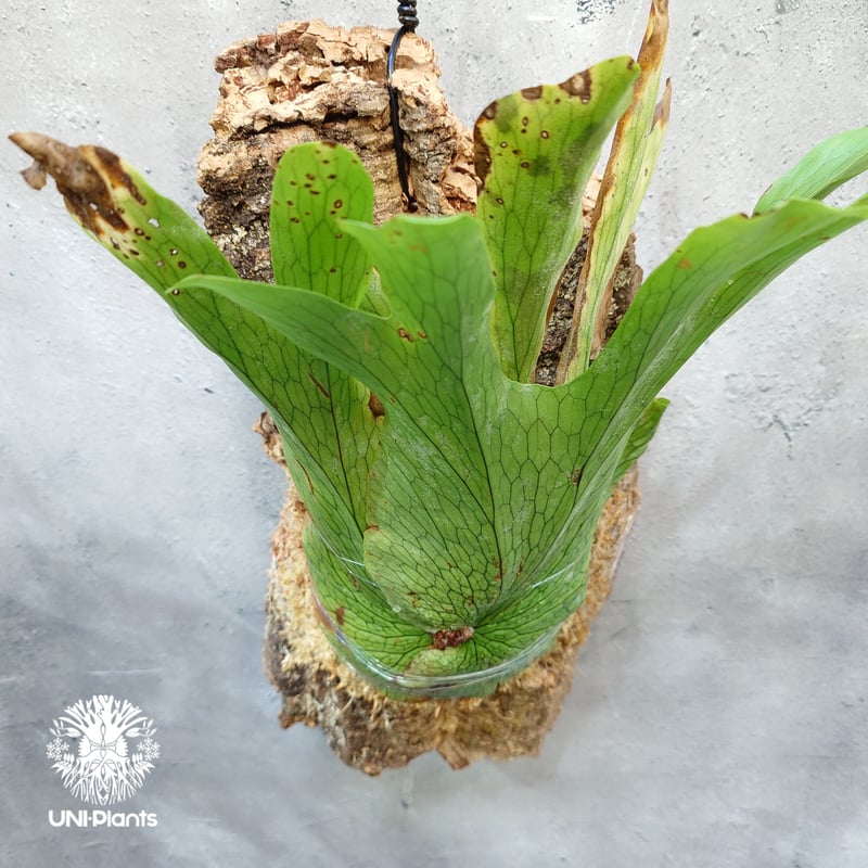 ビカクシダの女王 ワンダエ　Platycerium wandae⑧ Platycerium wandae wild ビカクシダ ワンダエ ワイルド株 ビカクシダ