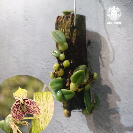 CATEGORY 着生ラン (Orchid) | UNI-Plants ビカクシダ、ホヤ植物、