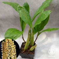 【タイ直輸入】着生ラン セロジネ・ロクセニー ｜珍品・希少ラン・蘭の花｜Coelogyne rochussenii