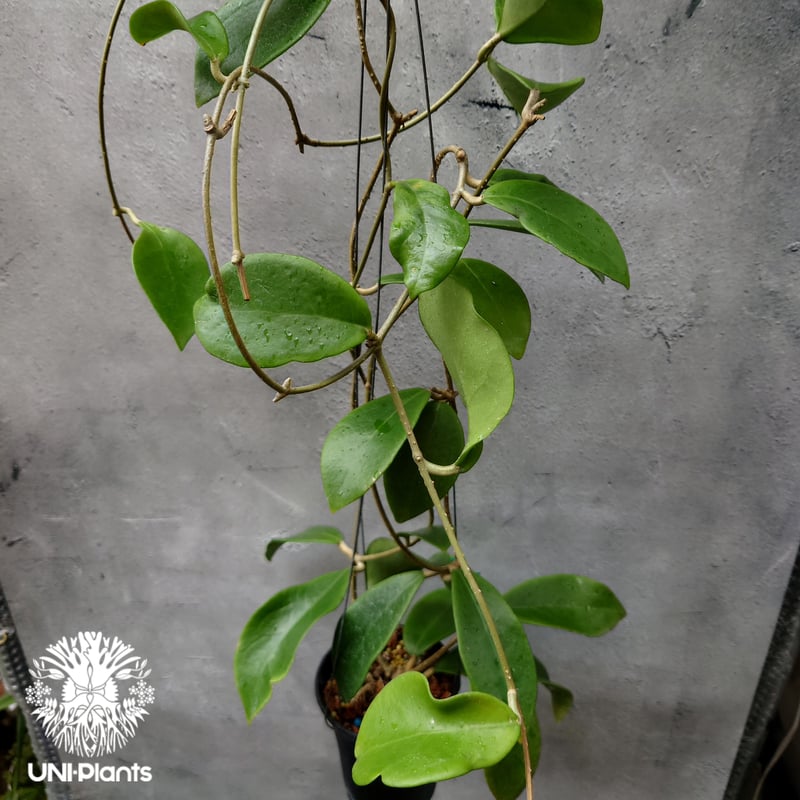 希少! Hoya mindorensis Yellow ホヤ ミンドレンシス イエロー ホヤ