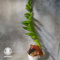 【タイ直輸入・ドリナリア】Drynaria sp. " Big "  |  ドリナリア sp. " ビッグ " |  ドリナリア｜Drynaria｜シダ植物