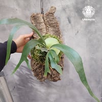Platycerium Jib Jib (pup)(P. willinckii x P. bifurcatum Japanese hybrid) ビカクシダ ジップ ジップ(子株) コルク付け
