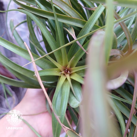 Tillandsia brachycaulos x concolor チランジア・ブラキカウロス×コンコロール Tillandsia  エアープランツ エアプランツ ティランジア