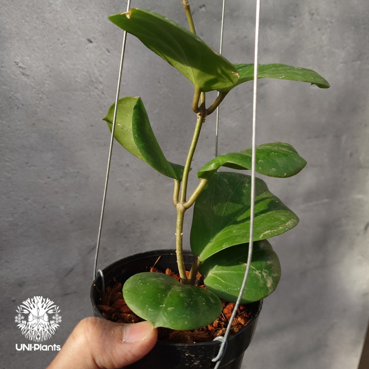 タイ直輸入・希少】ホヤ SS 7-21 ( ホヤ カーリー × ホヤ エリスリナ