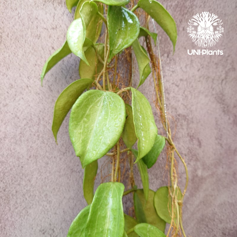 ホヤ　CVチョーク抜き苗 ホヤ CVチョーク抜き苗 ホヤ チョーク苗 - メルカリ