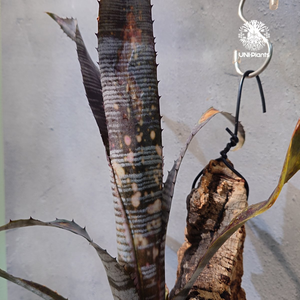 国内繁殖株・一点物】 Billbergia 'Pipeline' ｜ビルベルギア