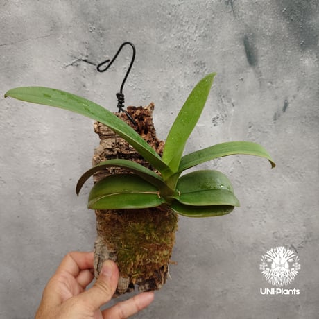 Phalaenopsis pulcherrima var Red ubon 着生植物 洋ラン 着生蘭 着生ラン 着生コルク ハンキング植物
