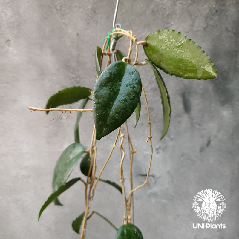 Hoya Caudata ホヤ カウダータ ホヤ植物 珍奇 珍しい 希少 レア つる性