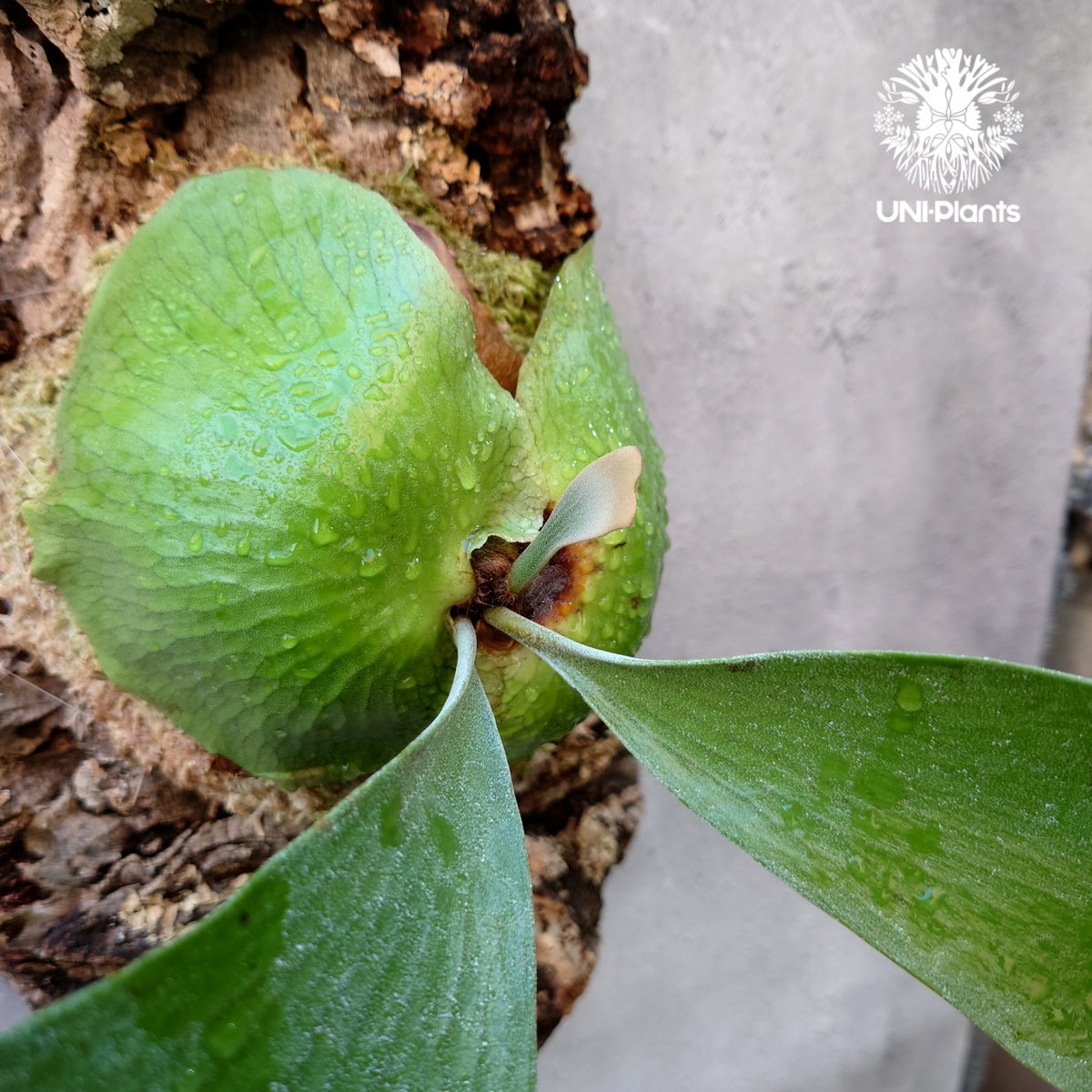 ビカクシダ エリシー Platycerium ellisii コウモリラン ビカクシダ エリシー Platycerium ellisii コウモリラン