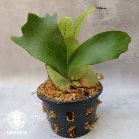 Platycerium willinckii white angel ビカクシダ ウィリンキー ホワイトエンジェル ビカクシダ コウモリラン