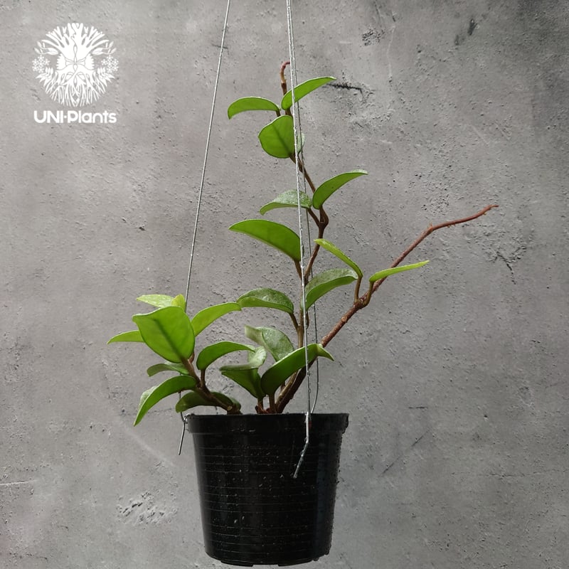 Hoya Carnosa Nova Ghost ホヤ カルノーサ ノバ ゴースト ホヤ 希少