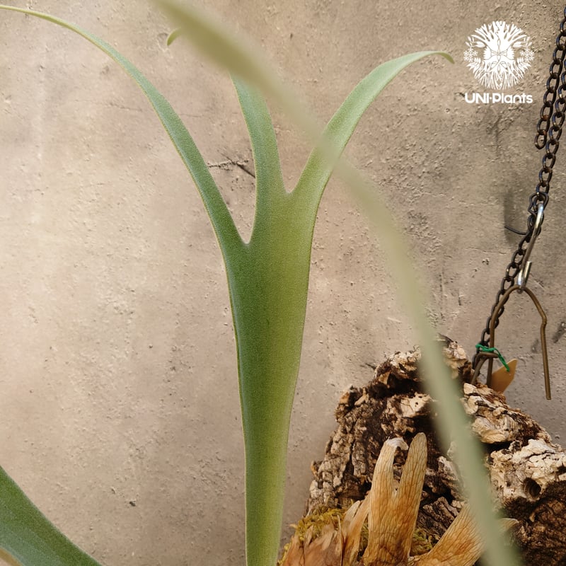 ビカクシダ レモイネイ Platycerium veitchii 'Lemoine' コウモリ
