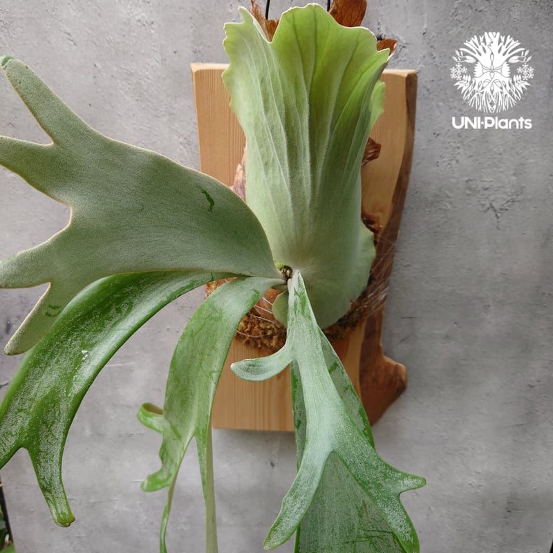 ビカクシダ ウィリンキー　ワイルドインドネシア　大株　親株 ビカクシダ ウィリンキー willinckii wild