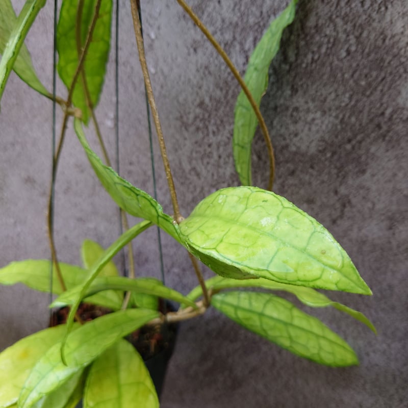 Hoya finlaysonii long leaves ホヤ フィンレイソニー ロング