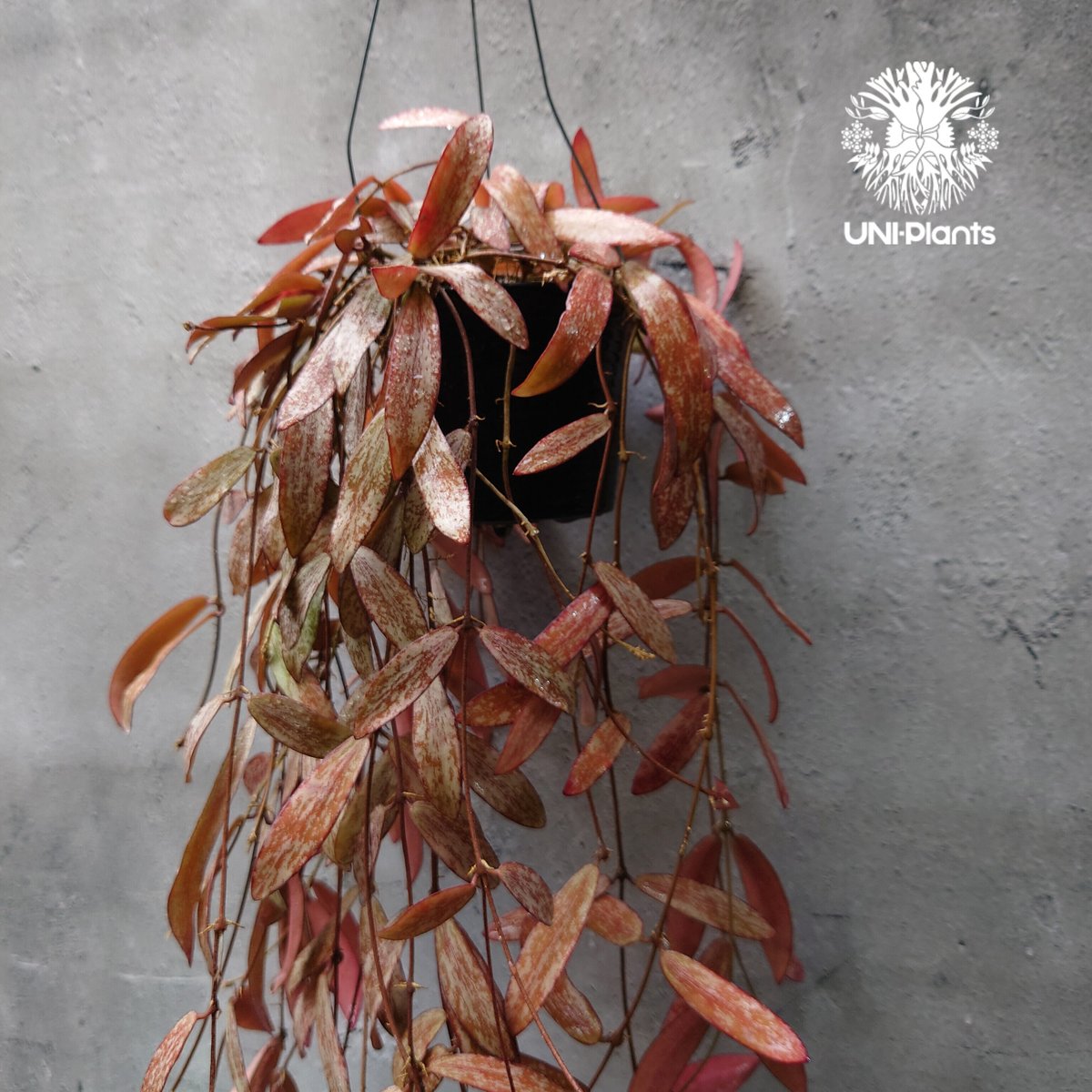 開花中、花座付き。Hoya sigillantis ホヤ シギラティス ホヤ 植物