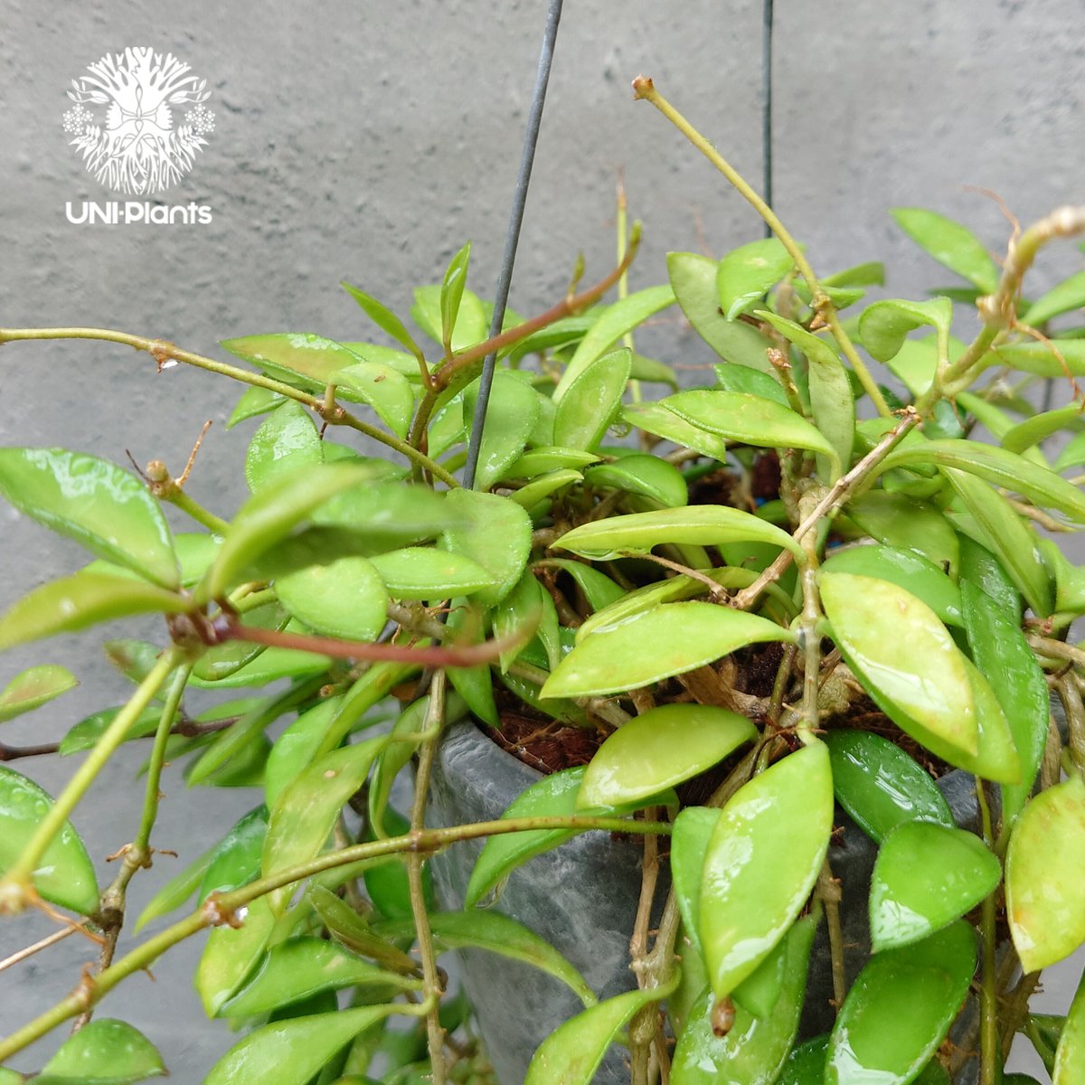 ホヤ ケンティアナ ミニ Hoya kentiana mini ホヤ植物 植物 Hoya pl