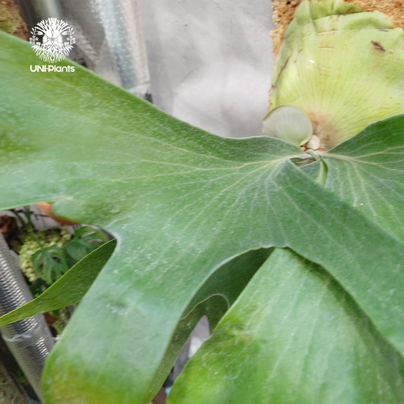Platycerium hillii wild ビカクシダ ヒリー ワイルド株
