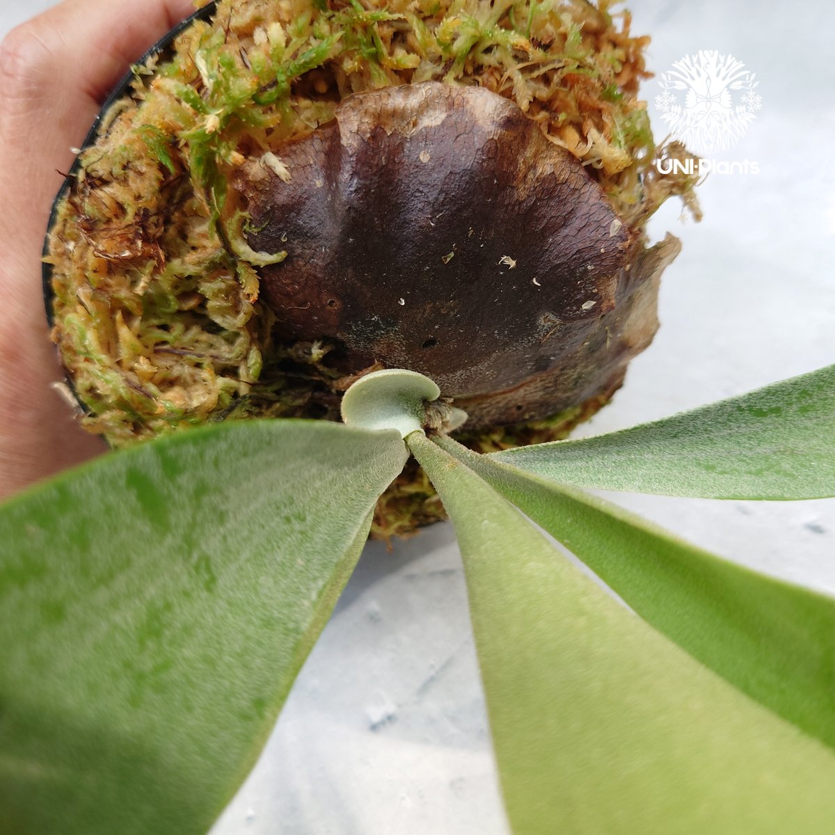 Platycerium Summer Breeze (P.Lemoinei x P.Bicor Platycerium Summer Breeze (P.Lemoinei x P.Bicor
