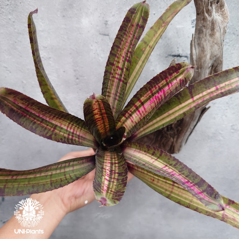 Neoregelia Hot Ember ネオレゲリア ホットエンバー Neoregelia