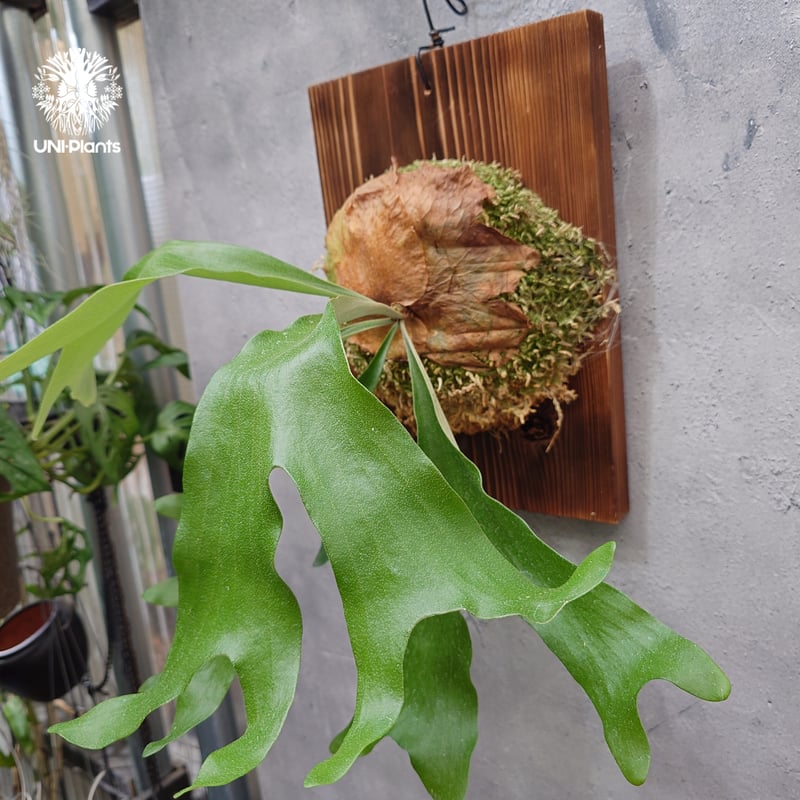 ビカクシダ アルテミス Platycerium Artemis (Alcicorne x Qu