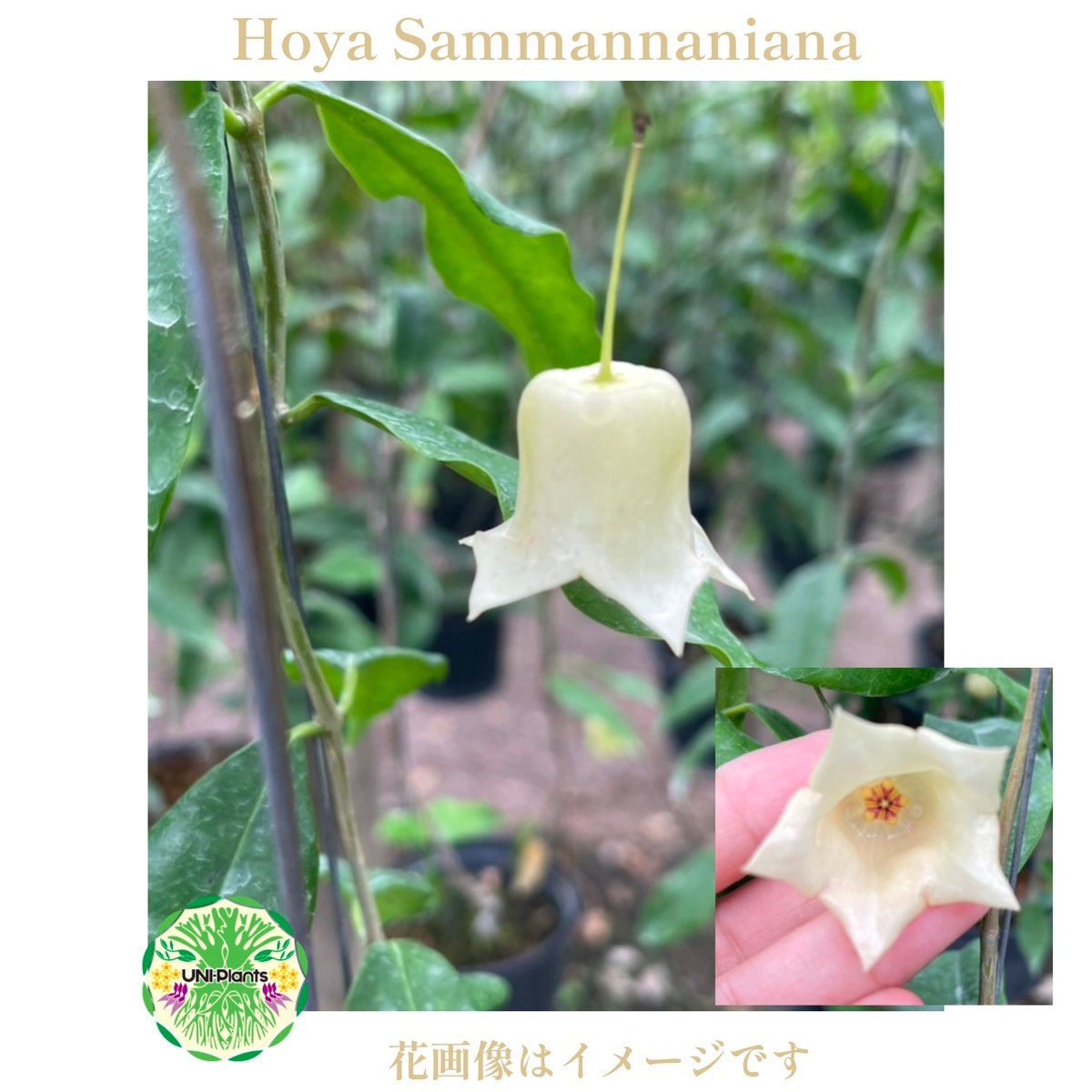 Hoya Sammannaniana ホヤ サマンナニアナ ホヤ植物 ホヤの花 Hoya pl