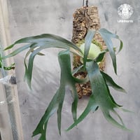 Platycerium willinckii white angel ビカクシダ ウィリンキー Platycerium willinckii white angel ビカクシダ ウィリンキー