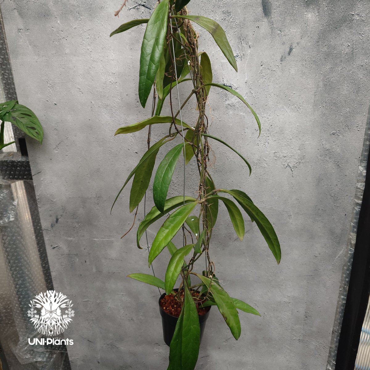 1028＊Hoya ＊ホヤ ＊スラウェシアナ ＊斑入り（外斑入り） 1028＊Hoya ＊ホヤ ＊スラウェシアナ ＊斑入り（外斑入り） 1028＊Hoya ＊