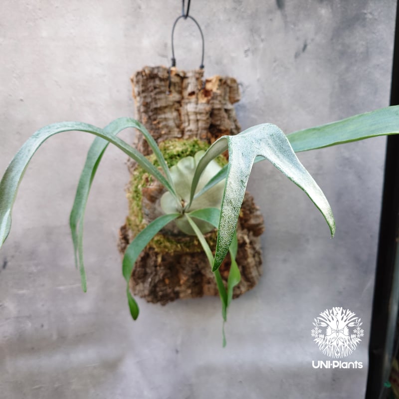 Platycerium Blue vista (pup)ビカクシダブルービスタ ビカクシダウィ