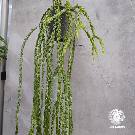 Huperzia spp. フペルジア  Phlegmariurus (フレグマリウルス) 観葉植物 珍奇植物 植物 着生植物 インテリア植物 珍しい シダ植物