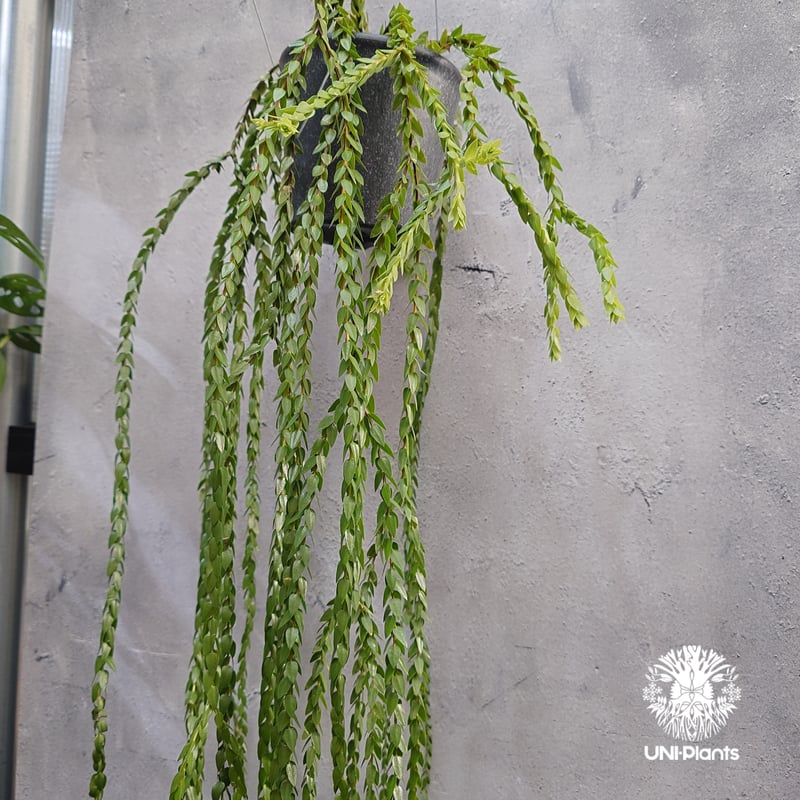 Huperzia spp. フペルジア Phlegmariurus (フレグマリウルス) 観