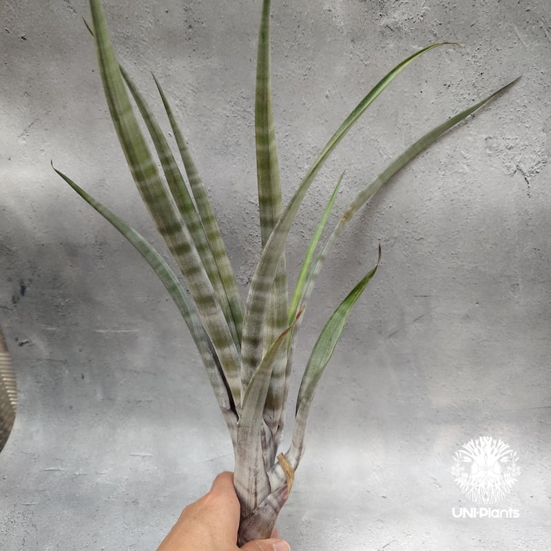 Tillandsia hildae チランジアヒルダエ Tillandsia インテリア植物