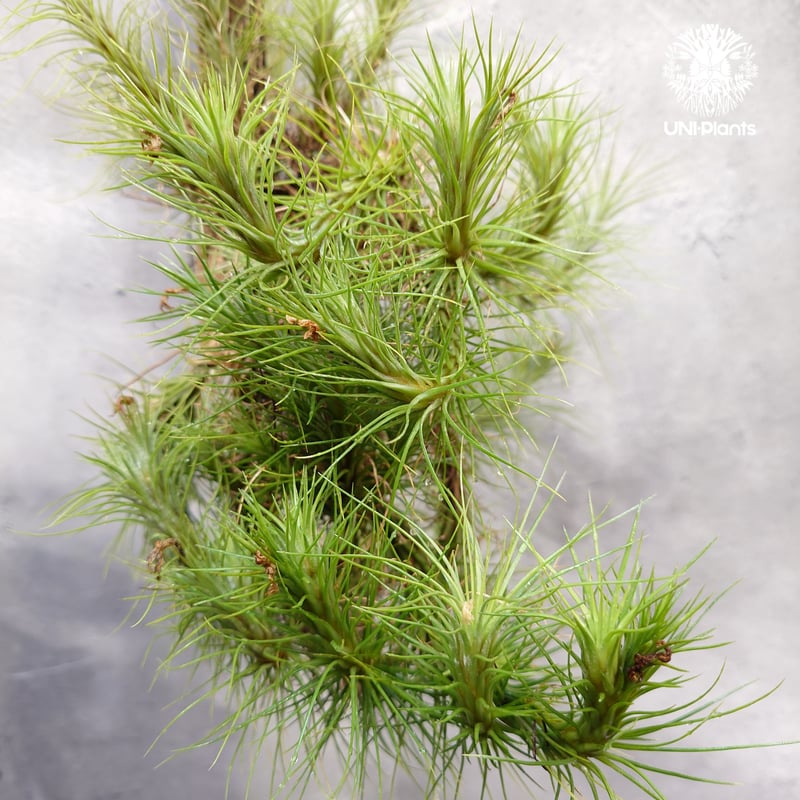 Tillandsia funckiana large form ティランジア チランジア・フン