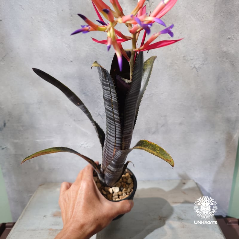 国内繁殖株・一点物】Billbergia Darth Vader ｜ビルベルギア